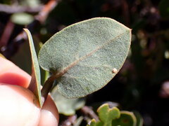 Arctostaphylos osoensis