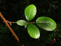 Rubus palmensis