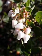 Arctostaphylos osoensis