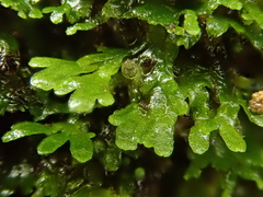 Riccardia chamaedryfolia