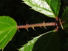 Rubus palmensis