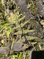 Hypolepis rufobarbata