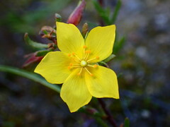 Crocanthemum scoparium