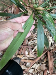 Cordyline rubra