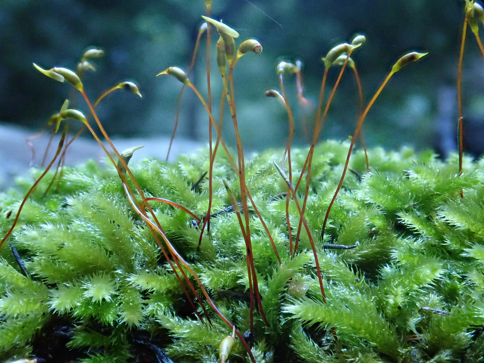 Plasteurhynchium meridionale