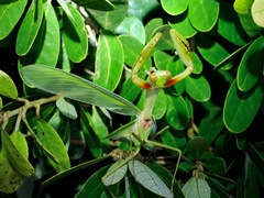 Rhombodera palawanensis