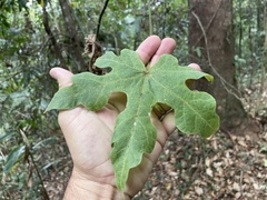 Brachychiton