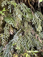 Blechnum colensoi