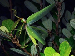 Rhombodera palawanensis