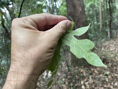 Brachychiton