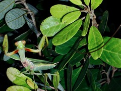 Rhombodera palawanensis