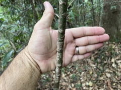 Brachychiton