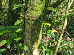 Ficus sarmentosa nipponica
