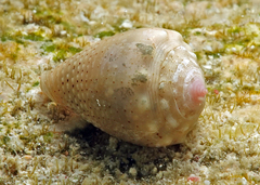 Conus coronatus