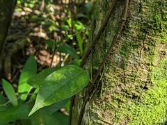 Ficus sarmentosa nipponica