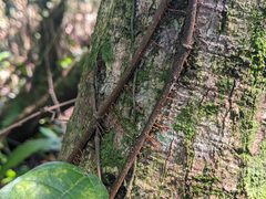 Ficus sarmentosa nipponica