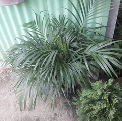 Chamaedorea cataractarum