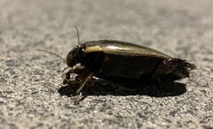 Cybister tripunctatus