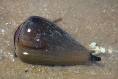 Conus figulinus