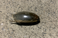 Cybister tripunctatus