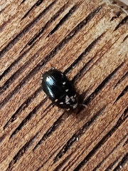 Dactylosternum abdominale