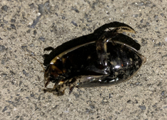 Cybister tripunctatus