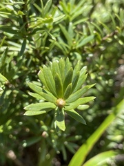 Podocarpus laetus × Podocarpus nivalis