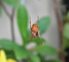 Araneidae