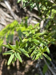 Podocarpus laetus × Podocarpus nivalis