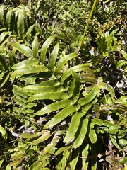 Blechnum montanum