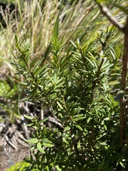 Podocarpus laetus × Podocarpus nivalis