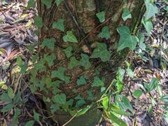 Hedera rhombea