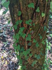 Hedera rhombea