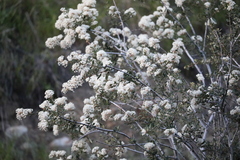 Ceanothus crassifolius