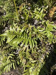 Blechnum montanum