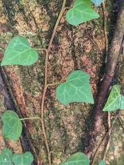 Hedera rhombea