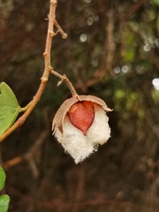 Gossypium herbaceum