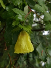 Gossypium herbaceum