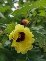Gossypium herbaceum