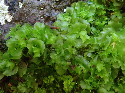 Image of Fossombronia angulosa by (c) Christian Berg, some rights reserved (CC BY)