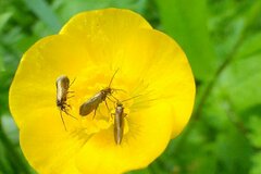 Micropterix calthella