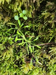 Claytonia