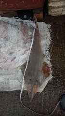 Glaucostegus younholeei