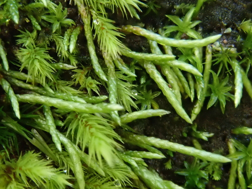 Anomobryum image