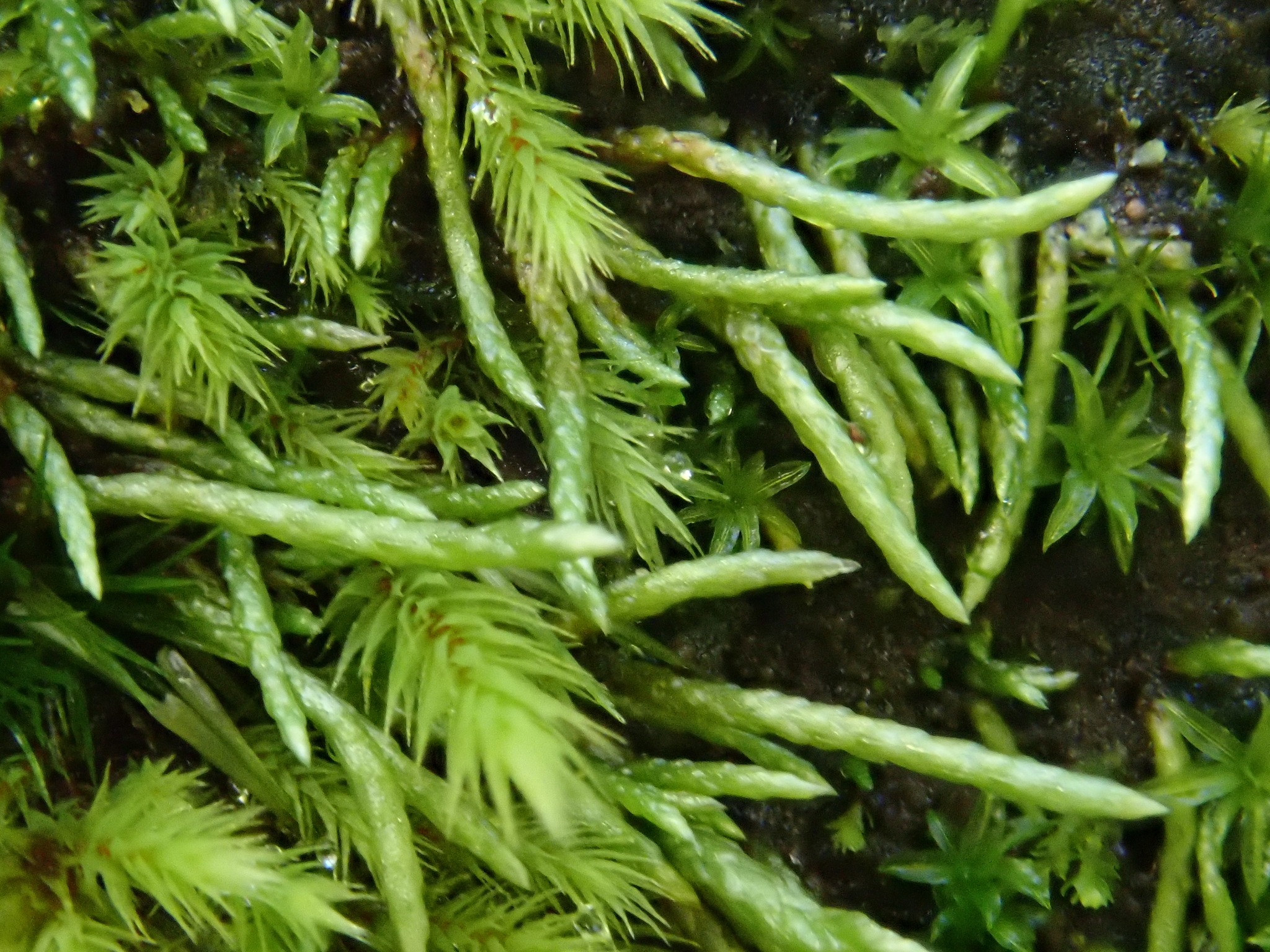 Anomobryum julaceum