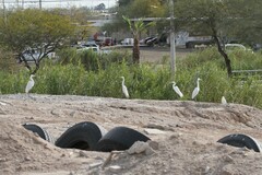 Ardea alba