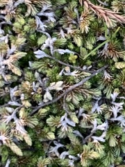 Selaginella cinerascens