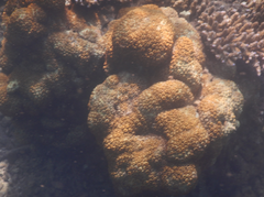 Zoantharia