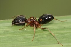 Camponotus albosparsus