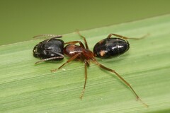 Camponotus albosparsus